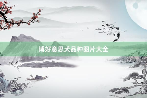 博好意思犬品种图片大全